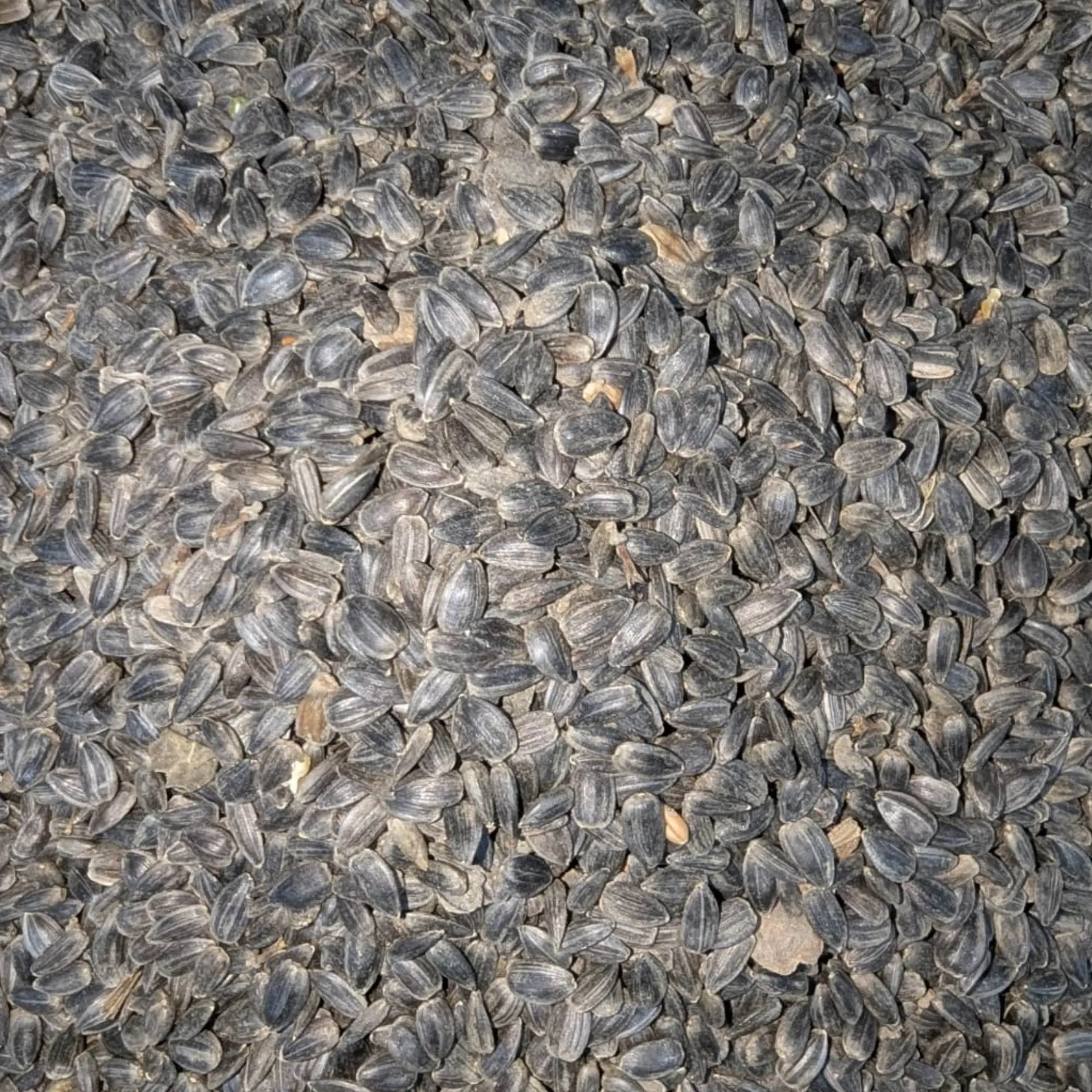 সূর্যমুখীর বীজ – Black Sunflower Seed for Wild & Pet Birds 1KG - Image 2